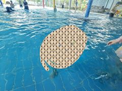 -福建省奥林匹克体育中心游泳馆