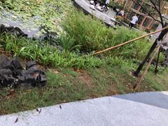 -东平国家森林公园