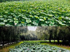 -古塔公园