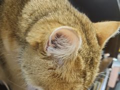 -逗柴咖啡屋·狗咖猫咖宠物桌游