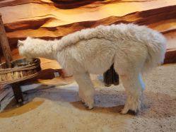 -酷嗒动物文化乐园(cutezoo西溪乐天城店)