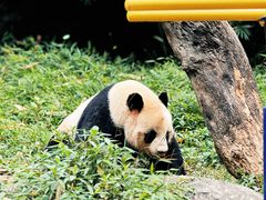 -广州长隆野生动物世界