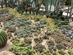 -深圳仙湖植物园
