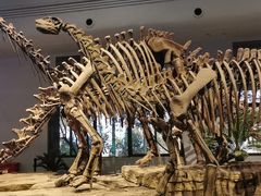 -自贡恐龙博物馆