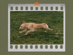 -趣玩宠物乐园寄养训犬训狗游泳池