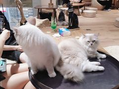 -瞄一喵猫咖(格力海岸店)