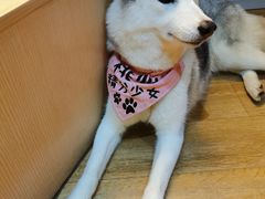 -Husky Go! 哈士奇体验馆·宠物咖啡厅狗咖