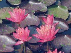 -国家植物园南园