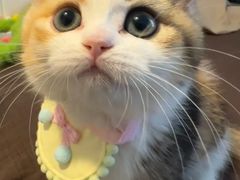 -Bastet sally猫舍购宠(静安店)