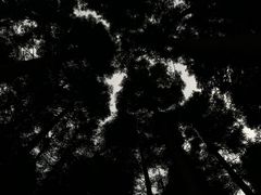 -武陵山森林公园