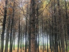 -溱湖国家湿地公园