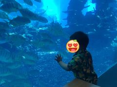 -海棠湾洲际-涛·海底餐厅·美人鱼·自助餐·海底隧道