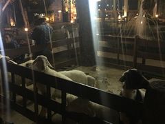 -清迈夜间动物园