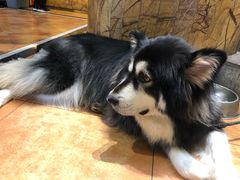 -more than meow吴止猫主题餐厅(承德 中船汇店)