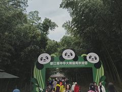 -都江堰中华大熊猫苑