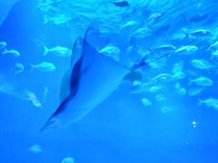 -烟台海昌鲸鲨海洋公园