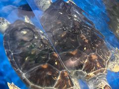 -欢乐海岸海洋奇梦馆