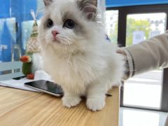 -老吴的猫·猫舍(新区店)