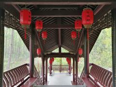 -合肥滨湖国家森林公园