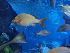 -太平洋海底世界