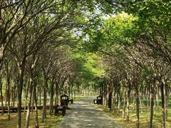 -西青郊野公园