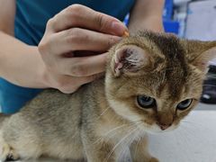 -宠颐生宠物医院·心肾内科·猫专科诊疗中心宠巢店