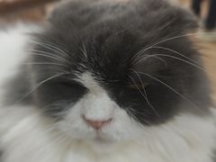 -李小姐の猫咖啡馆(五角场店)