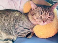 -猫宠乐园·专业洗护