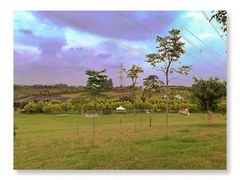 -紫颐香薰山谷景区