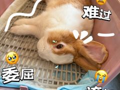 -爱侣·安琦尔宠物医院·中兽医针灸·心内科·狂犬免疫点(宝山区院)