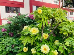 -曹州百花园