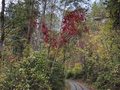 -五营红松林海景区
