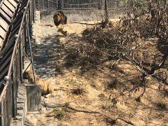 -石家庄市动物园