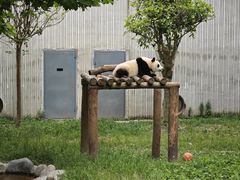 -卧龙中华大熊猫苑神树坪基地