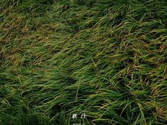 -成都市活水公园