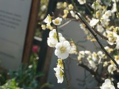 -杭州植物园