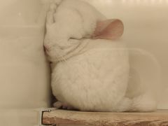 -龙猫仔乐园(惠福东路店)