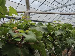 -马陆小张葡萄园农家乐