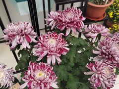 -小榄人家酒楼(民安店)