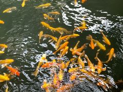 -南宫五洲植物乐园