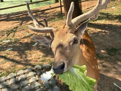 -秦皇岛野生动物园