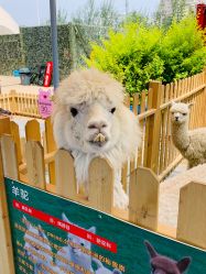 -萌宠亲子动物乐园(槐房万达店)