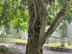 -中国科学院西双版纳热带植物园
