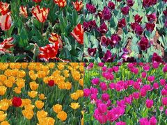 -玄武湖景区-情侣园游乐场