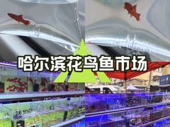-哈尔滨道外花鸟鱼市场