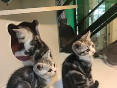 -李小姐の猫咖啡馆(五角场店)