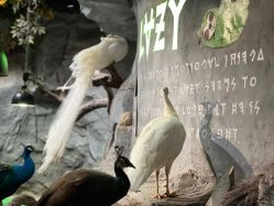 -Zoolung Zoolung动物主题公园(海信广场店)