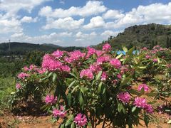 -名花谷生态庄园