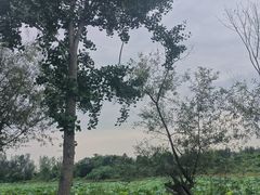 -白鹭湾湿地公园