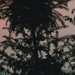 -凡碧诗毛孔收细